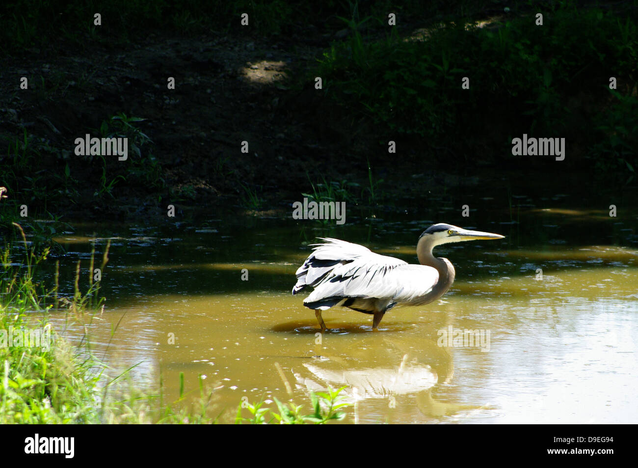 Great Blue Heron Ardea Herodias Pre-Flight Checklist Stockfoto