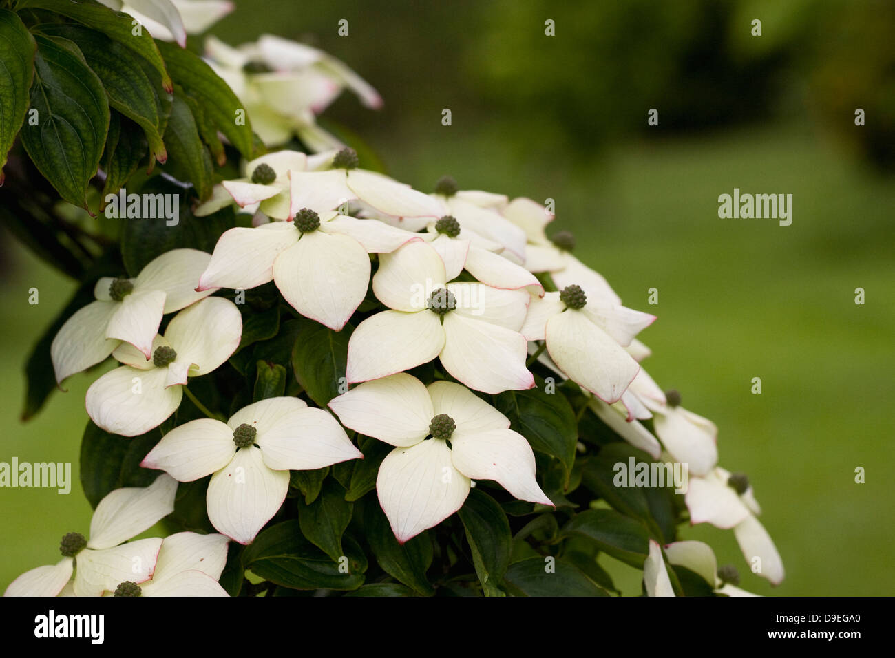 Cornus kousa var chinensis Fotos und Bildmaterial in hoher Auflösung