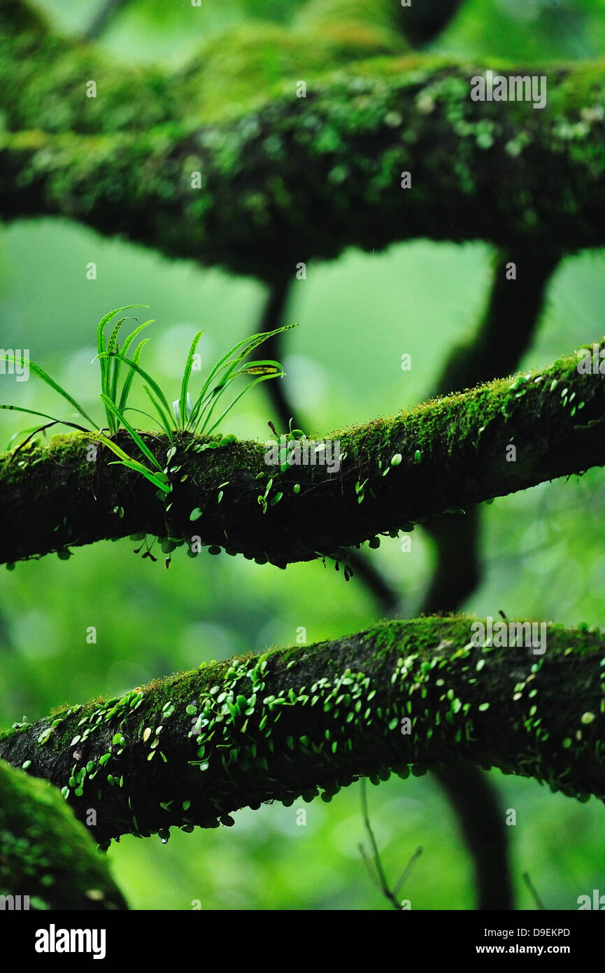 Bäume und Moos Stockfoto