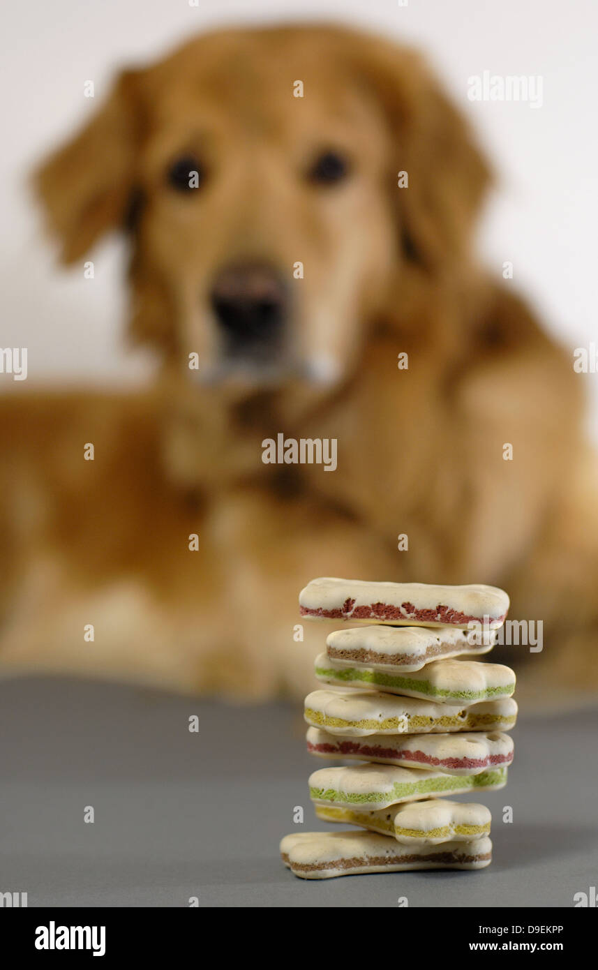 Tiere starren achten ohne Appetitverlust von Appetit Stapel Stapel oben Bildung kontrolliert Kontrolle Lohn Lohn po Stockfoto