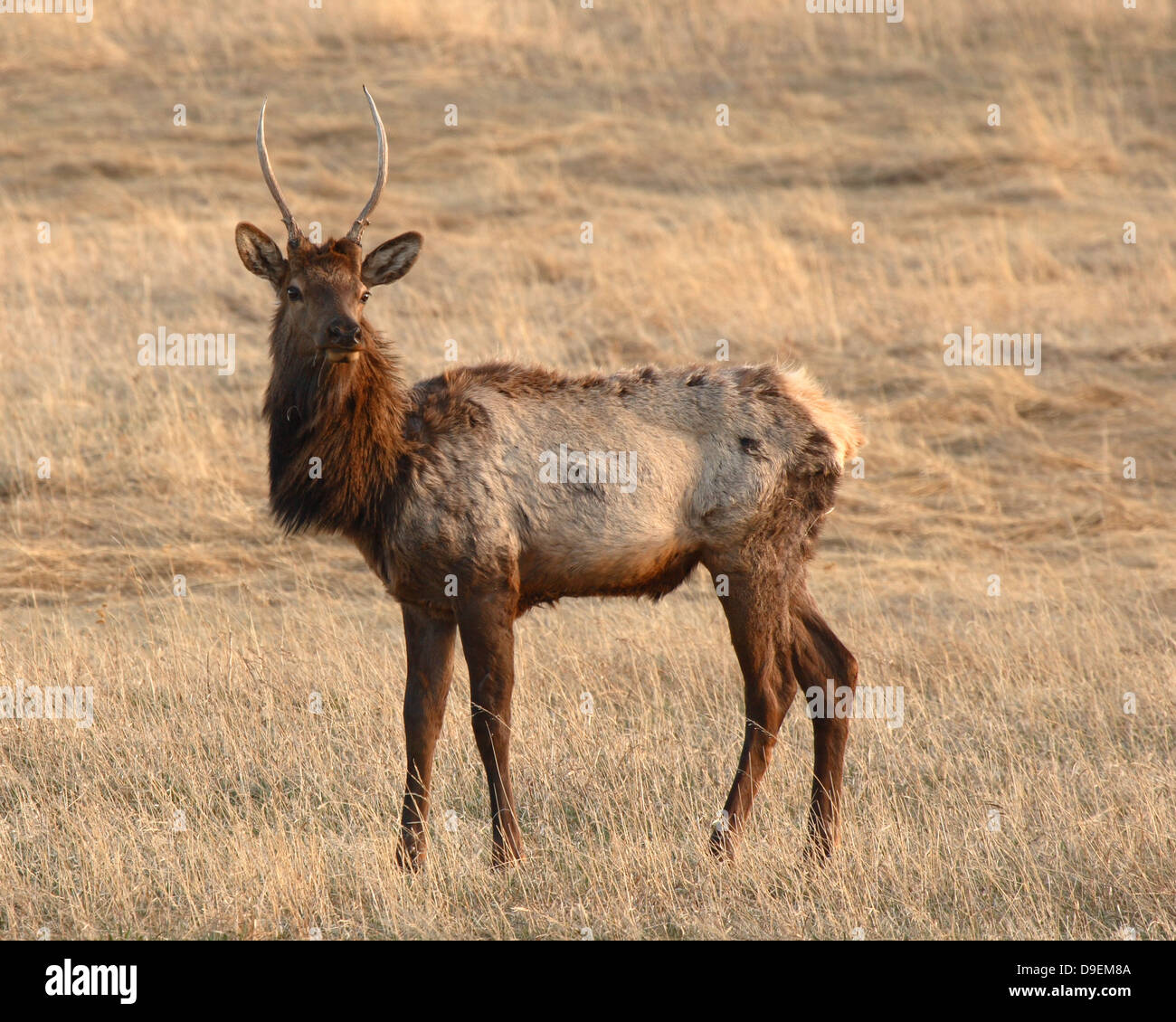 Ein junger Stier Rocky Mountain Elk mit Spike Geweih. Stockfoto
