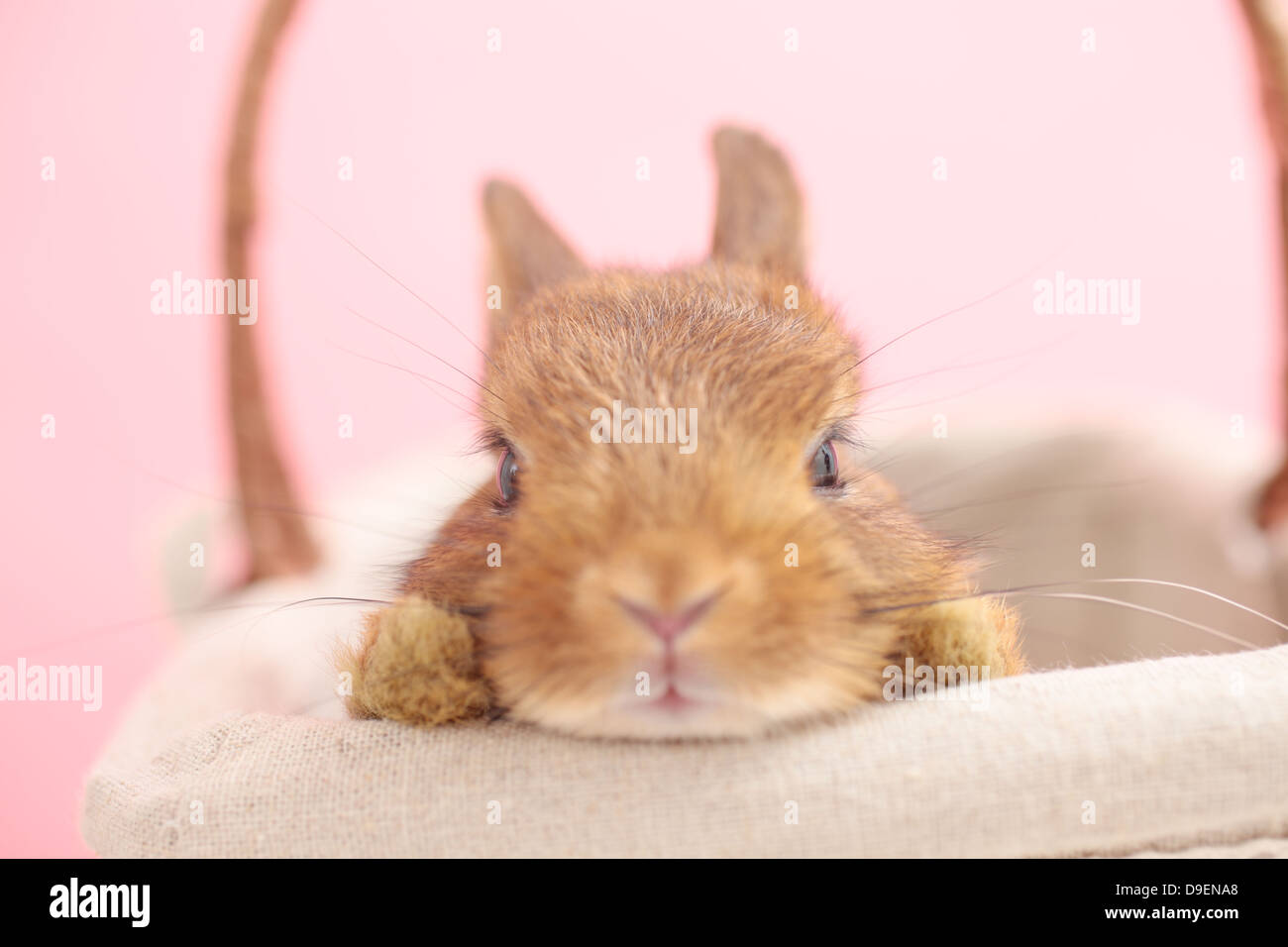 Mini-Kaninchen Stockfoto