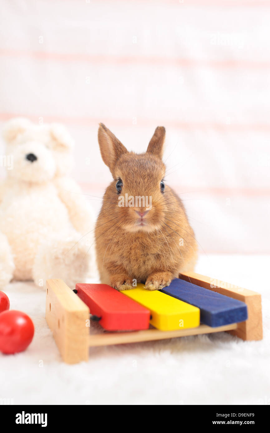 Mini-Kaninchen Stockfoto