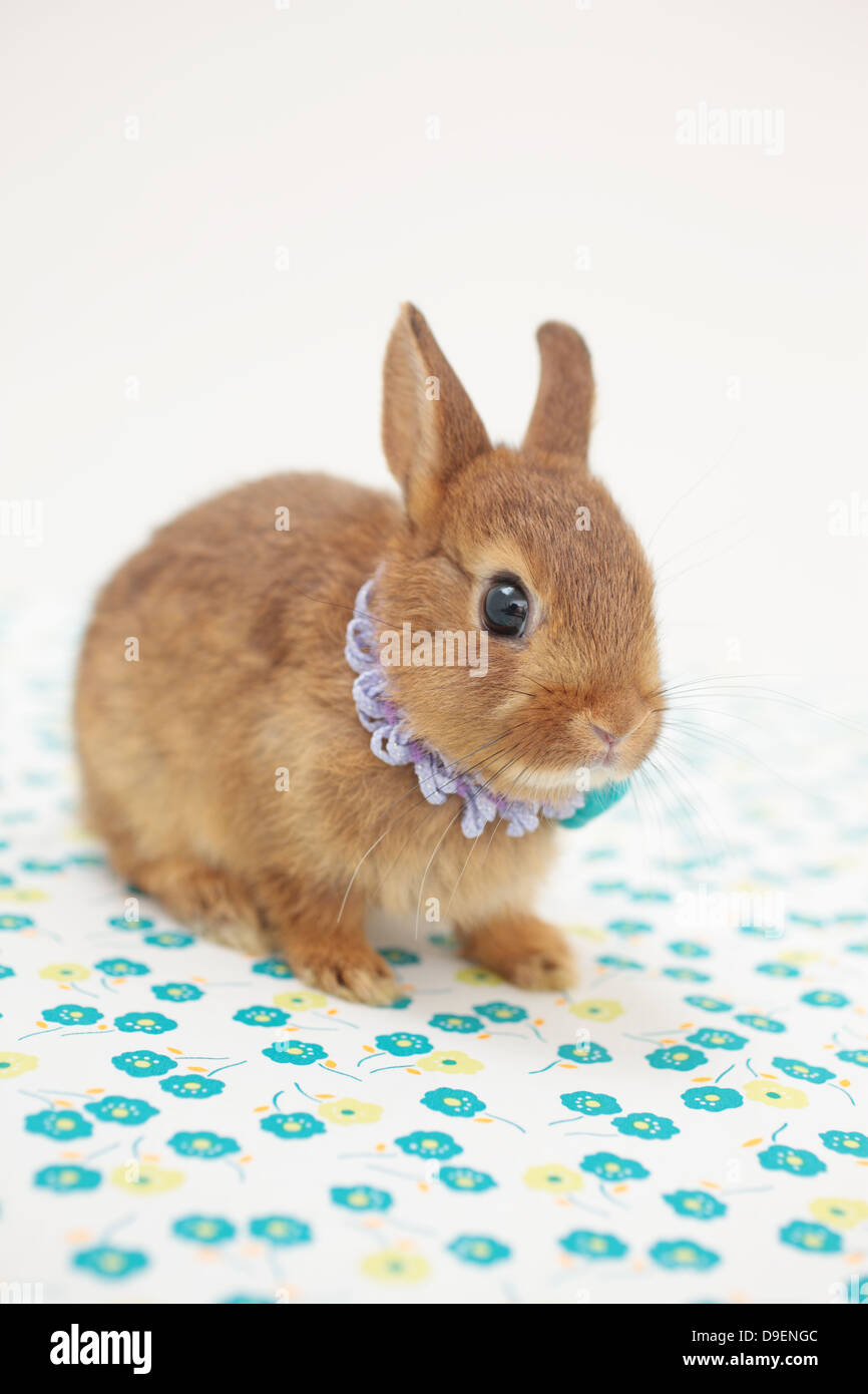 Mini-Kaninchen Stockfoto