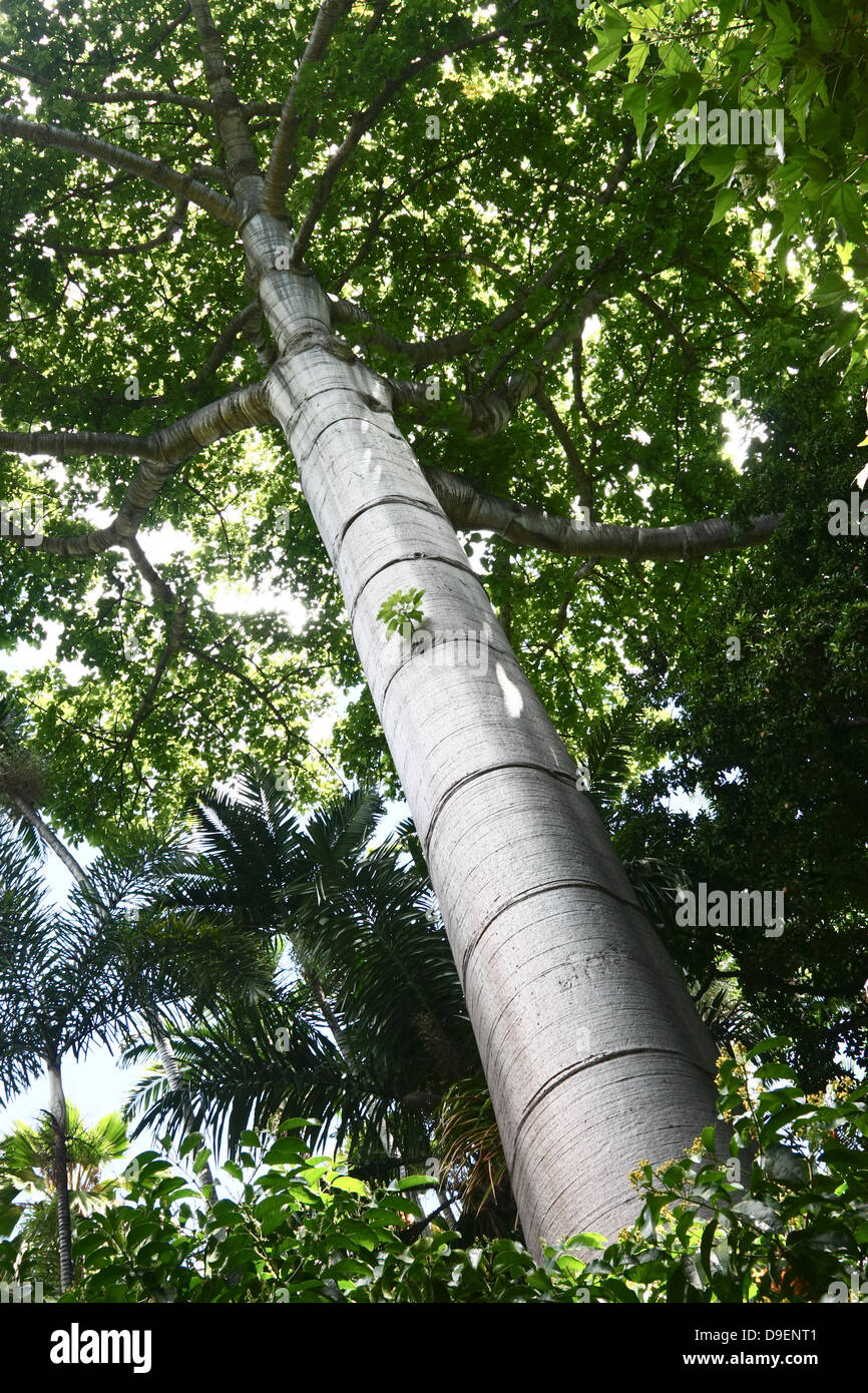 Ein riesiger Quipo Baum im Foster Botanical Garden in Honolulu, Hawaii, USA Stockfoto