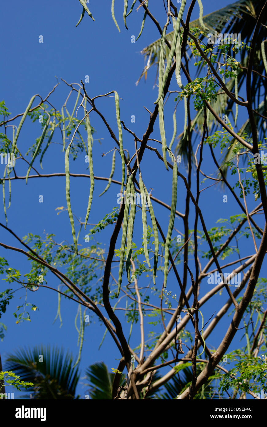 Drumstick Tree und Menge der Drumsticks hanging in Moringa Oleifera Pflanze Stockfotografie