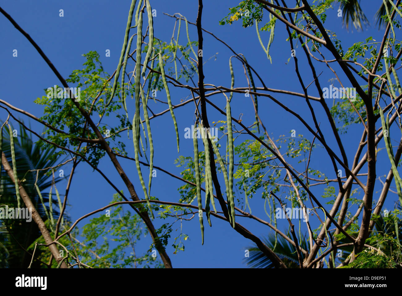 Drumsticks in Moringa Oleifera Baum. Drumstick Tree View in Kerala Indien Stockfoto