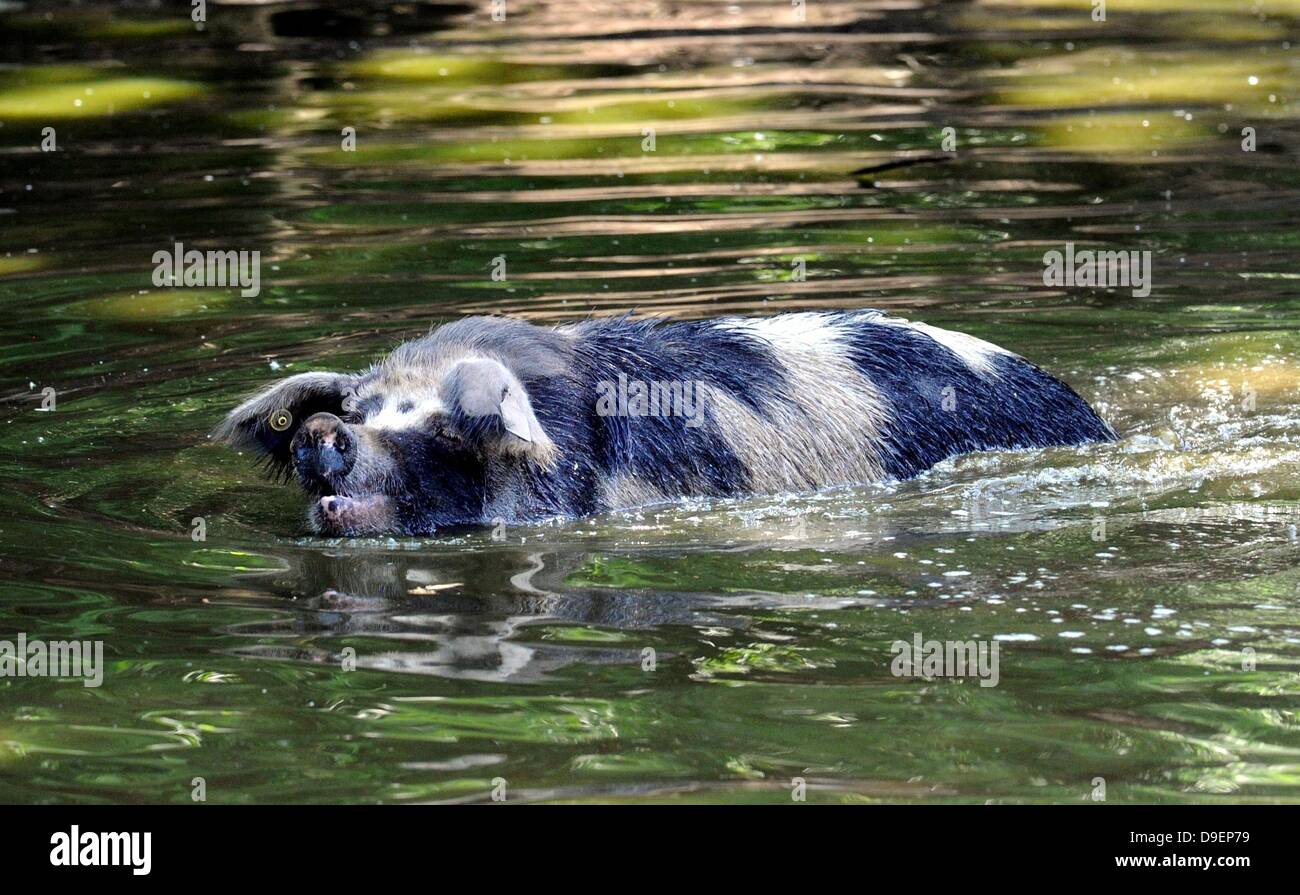 Turopolje schwein Fotos und Bildmaterial in hoher Auflösung Alamy