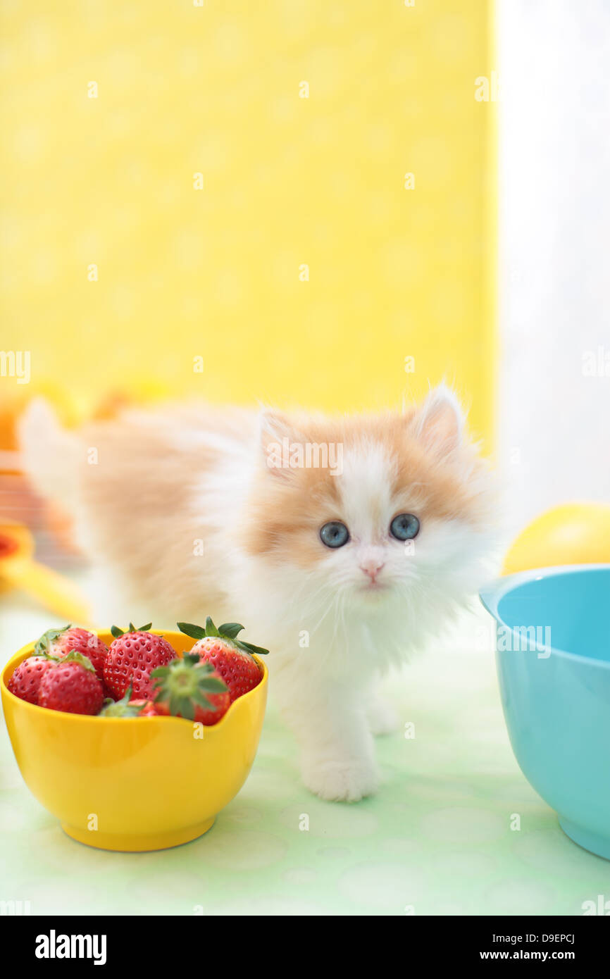 Scottish Fold Stockfoto