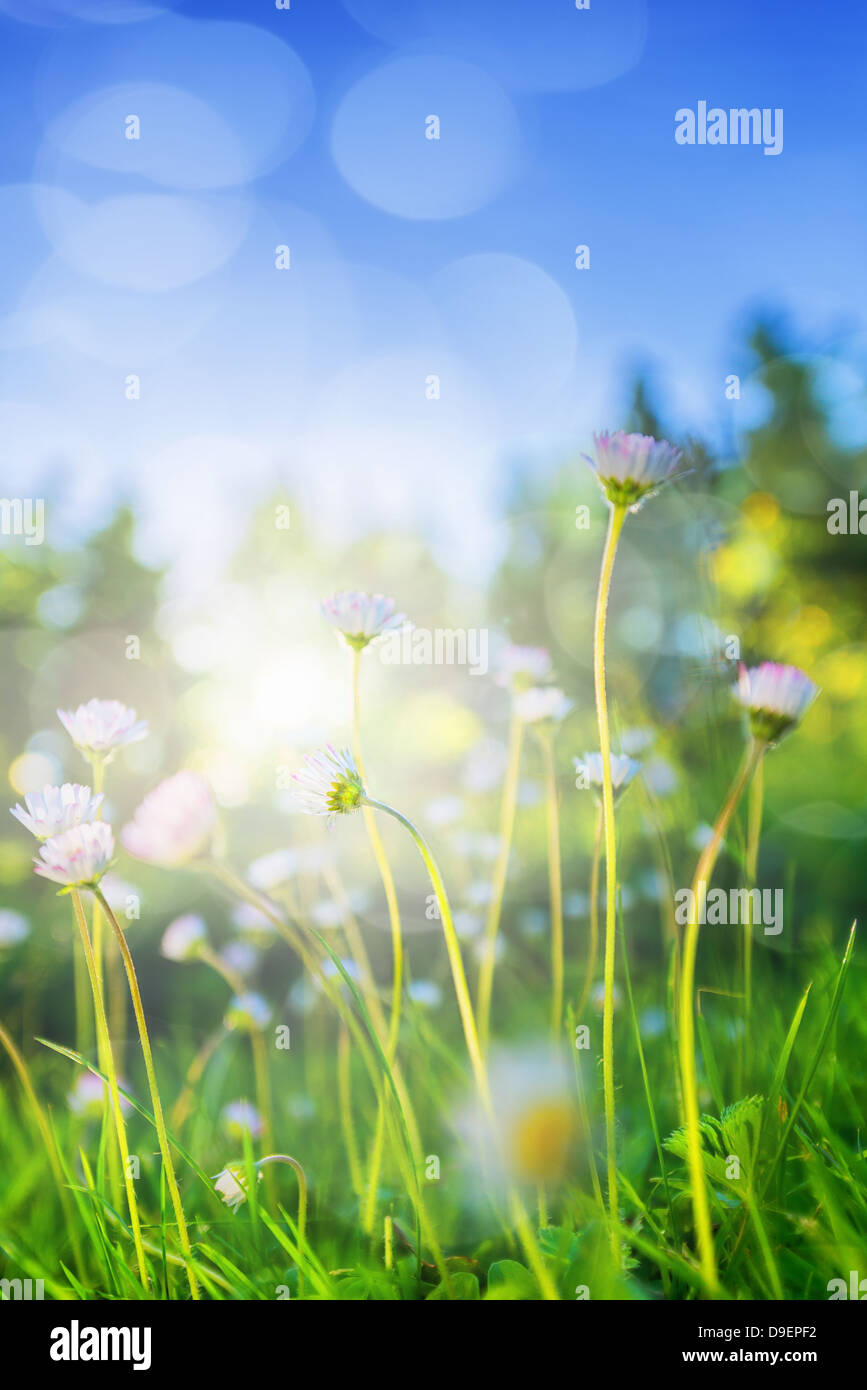 Kleinen Daisys im niedrigen Winkel Hintergrundbeleuchtung im Sommer Stockfoto