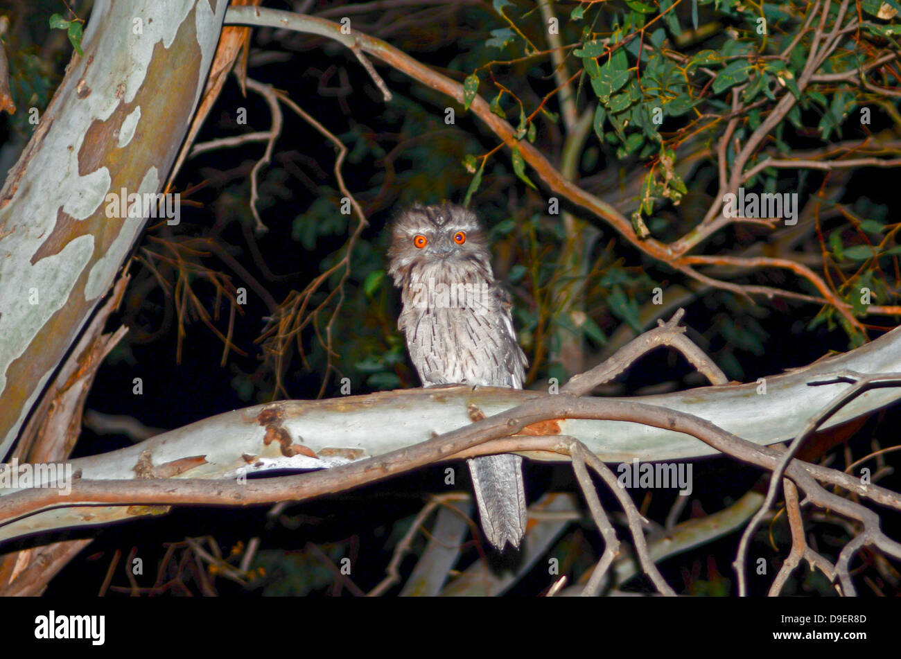 Junge Tawny Frogmouth. in einem Baum in der Nacht Podargus strigoides Stockfoto