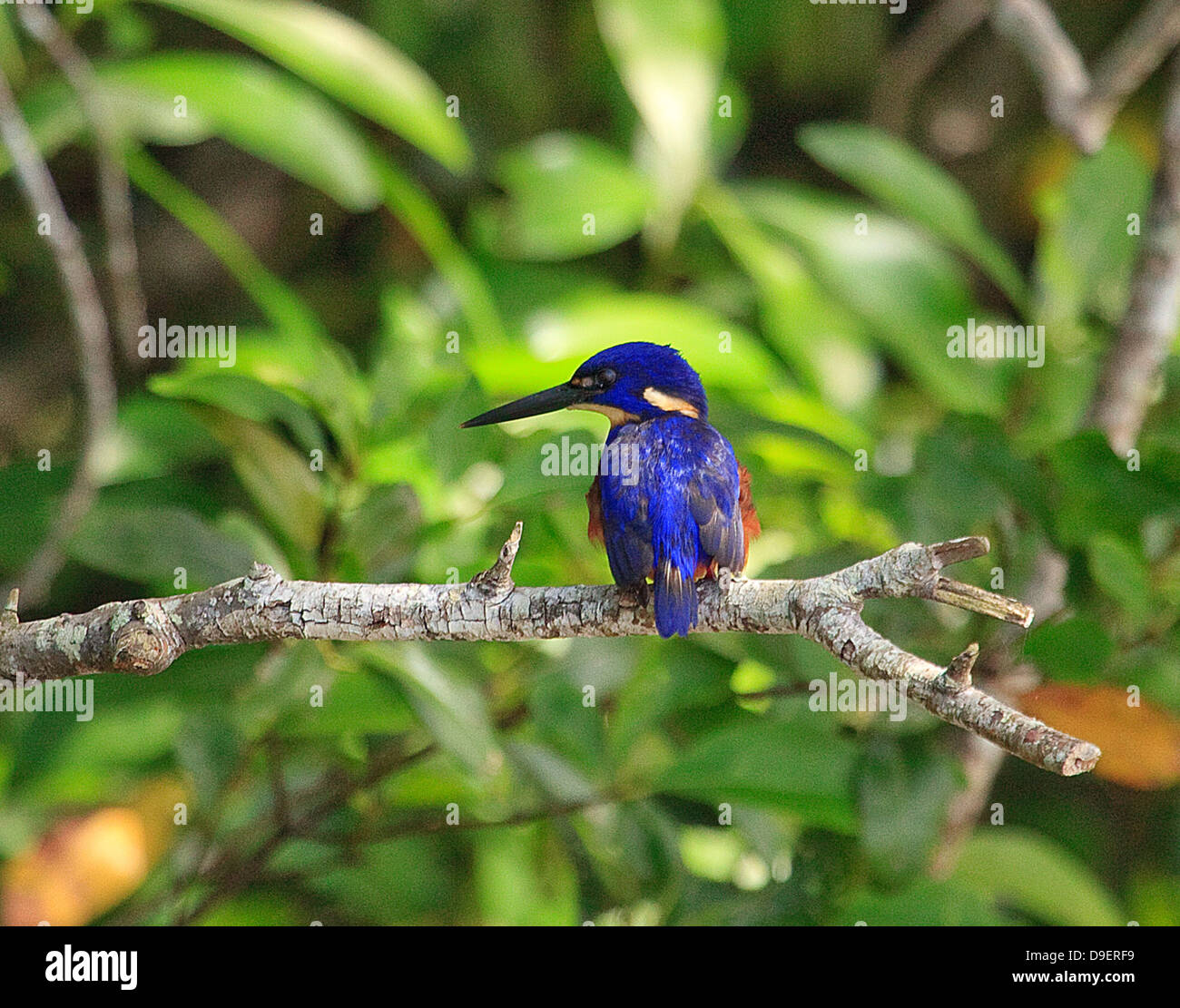 Azure Kingfisher von Daintree River, Australien Stockfoto