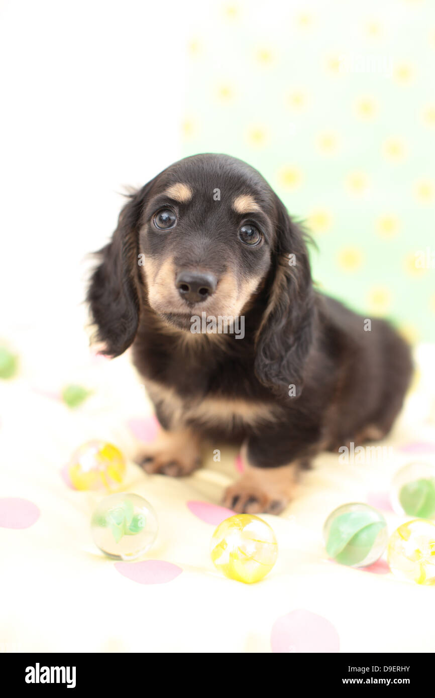 Zwergdackel Stockfoto