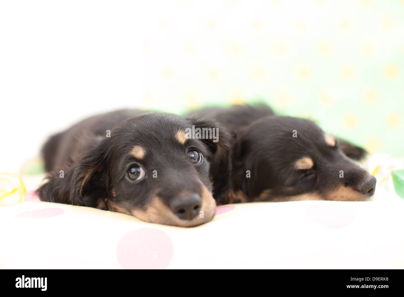 Miniature Dachshund Haustiere Stockfoto