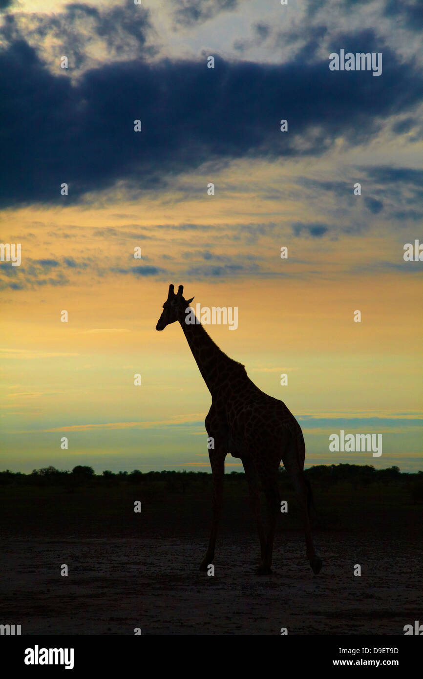 Silhouette der Giraffe (Giraffa Plancius Angolensis), Nxai Pan National Park, Botswana, Afrika Stockfoto