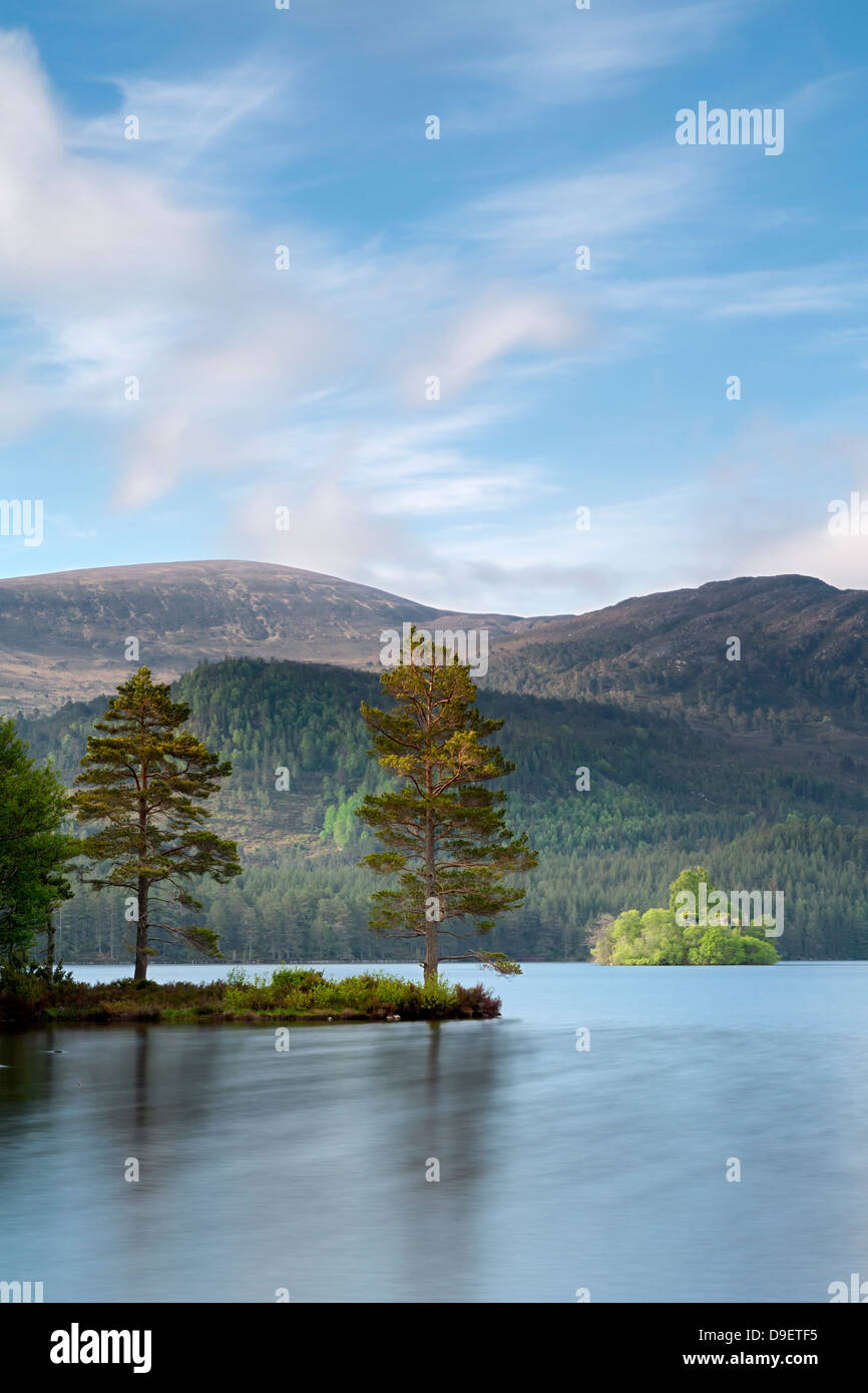 Lochside Blick auf Pinien im Frühling am See ein Eilein, Badenoch und Strathspey, Schottland. Stockfoto