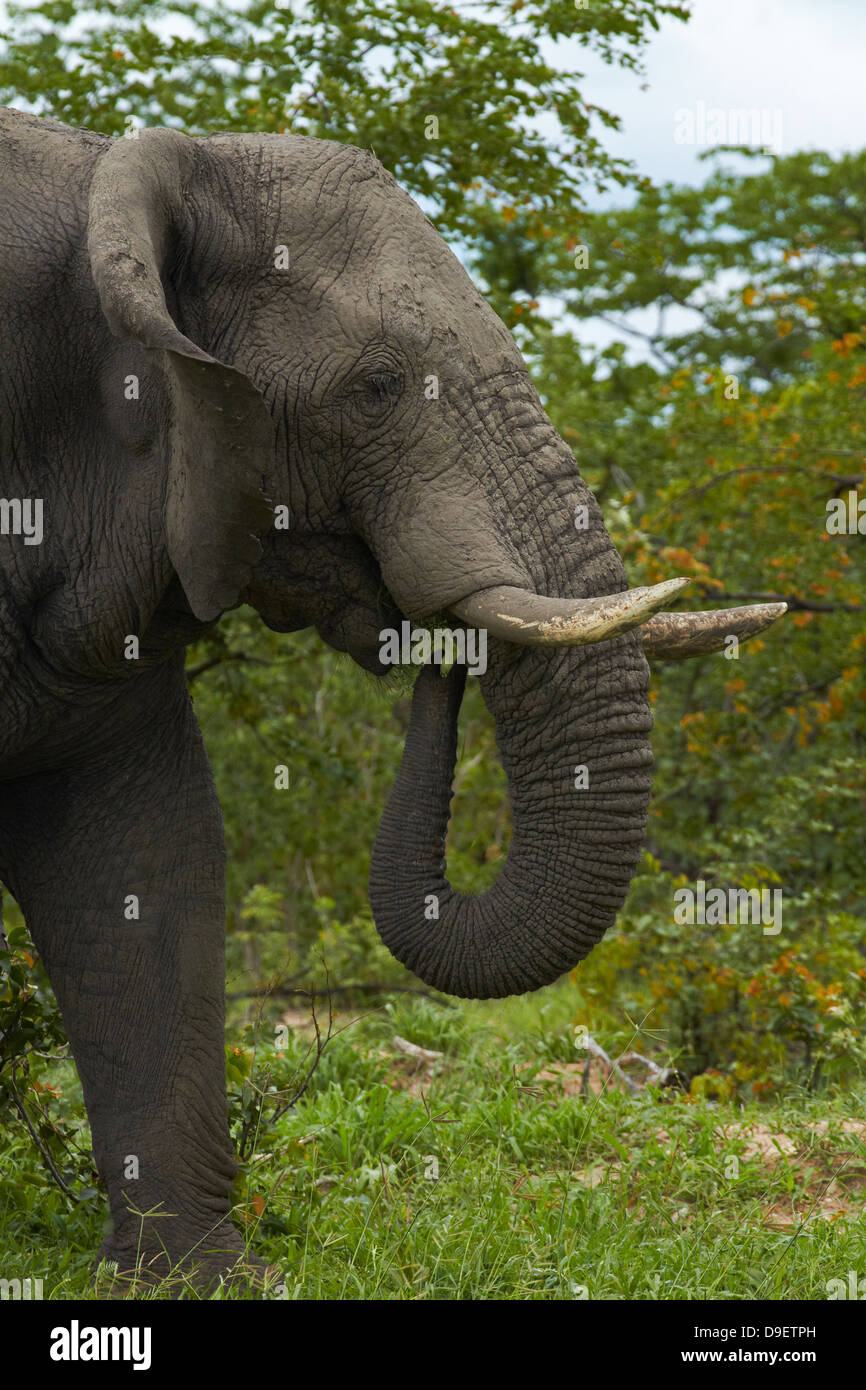 Elefant (Loxodonta Africana), neben Nata - Kasane Road, Botswana, Afrika Stockfoto