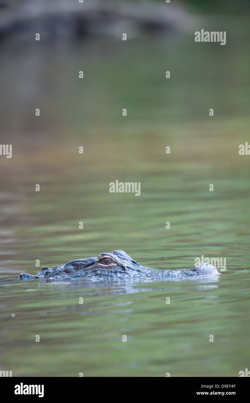 Amerikanischer Alligator in grünes Wasser Stockfoto