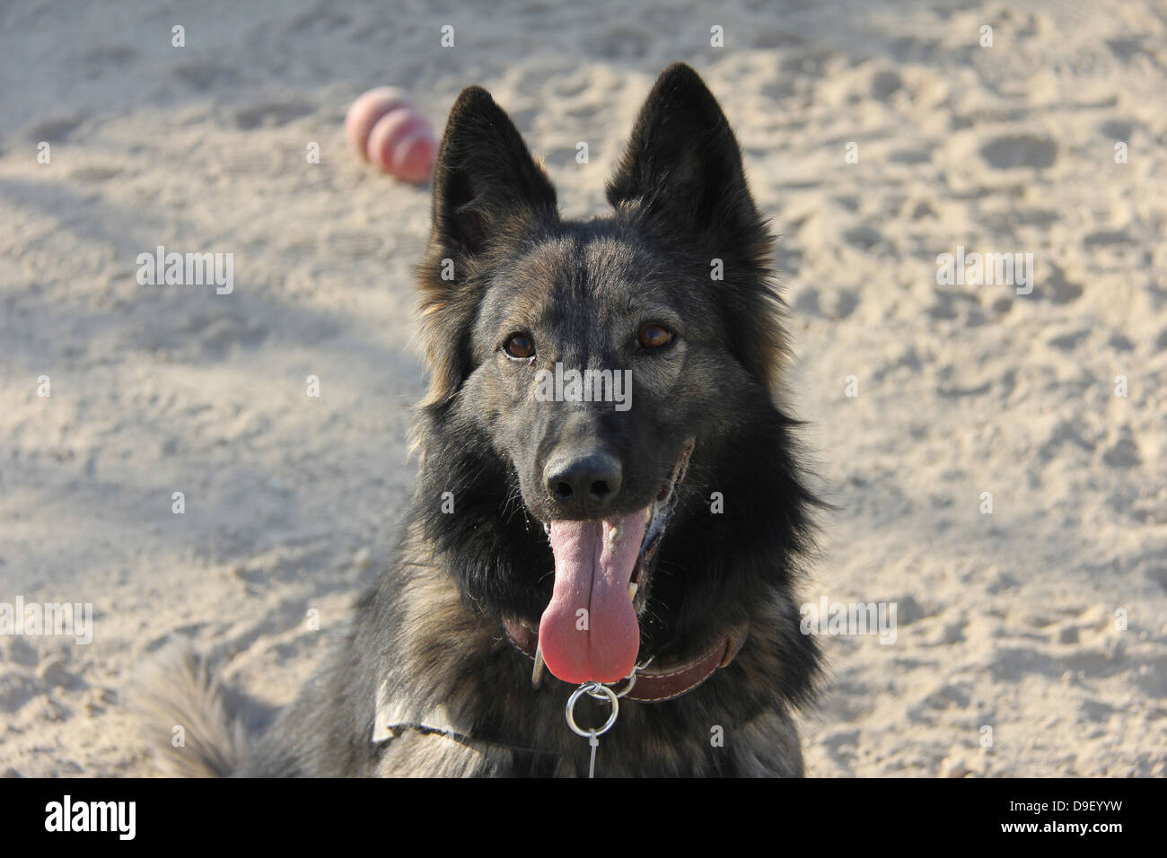 Ein Tervueren militärischer Arbeitshund nimmt eine Auszeit vom Training. Stockfoto