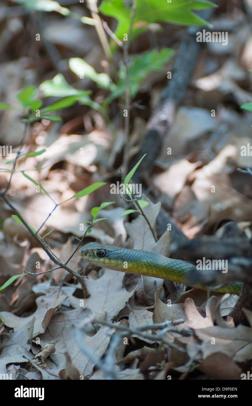 Grobe Greensnake Stockfoto