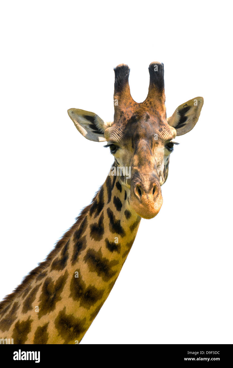 Kopf der Giraffe auf weißem Hintergrund Stockfoto