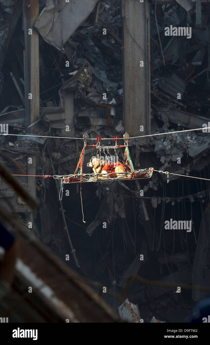 Ein Rettungshund wird aus den Trümmern des World Trade Center transportiert. Stockfoto