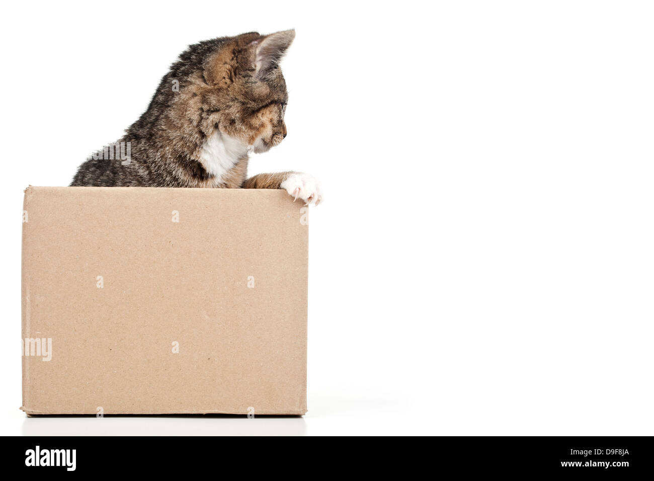 Katze im karton -Fotos und -Bildmaterial in hoher Auflösung – Alamy