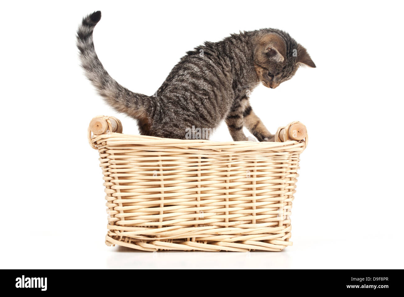 Junge Katze in einem Korb, Spachtelmassen in einem Korb Stockfoto