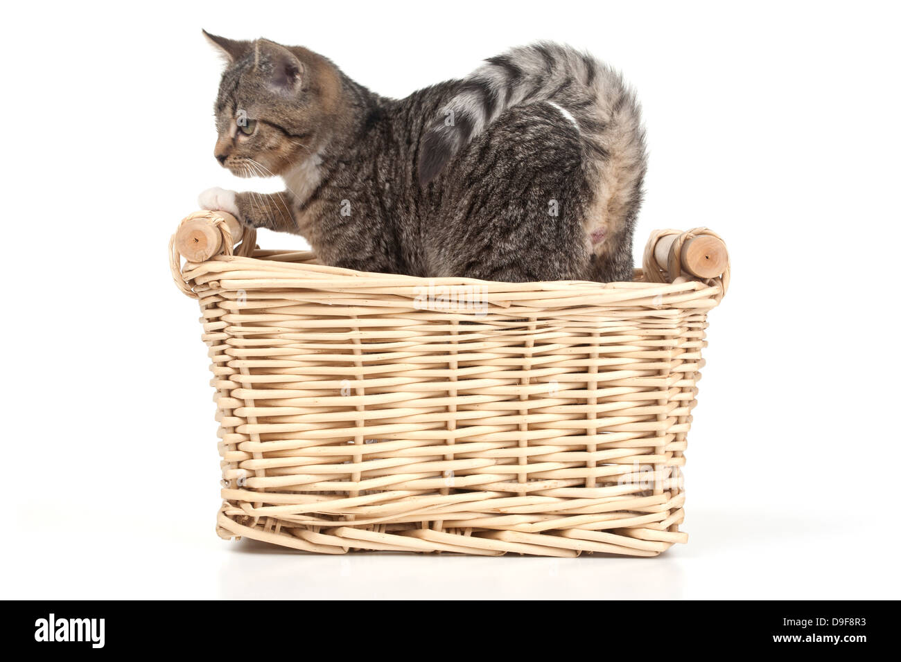 Junge Katze in einem Korb, Spachtelmassen in einem Korb Stockfoto