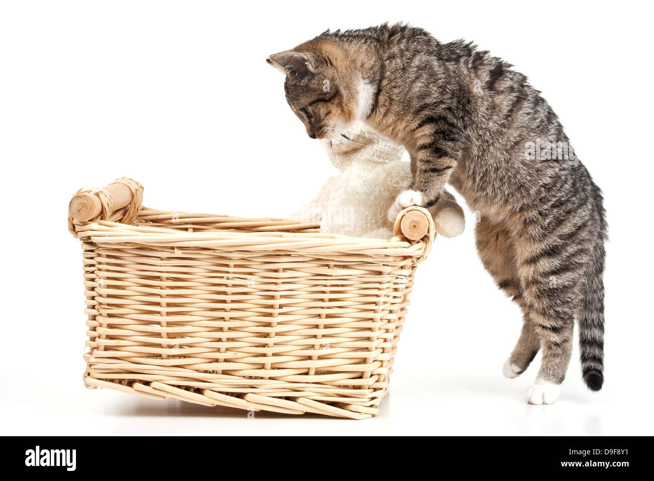 Junge Katze sieht in einem Korb mit Stoffteddy, junge Katze, die auf der Suche in einem Korb mit Teddy Stockfoto