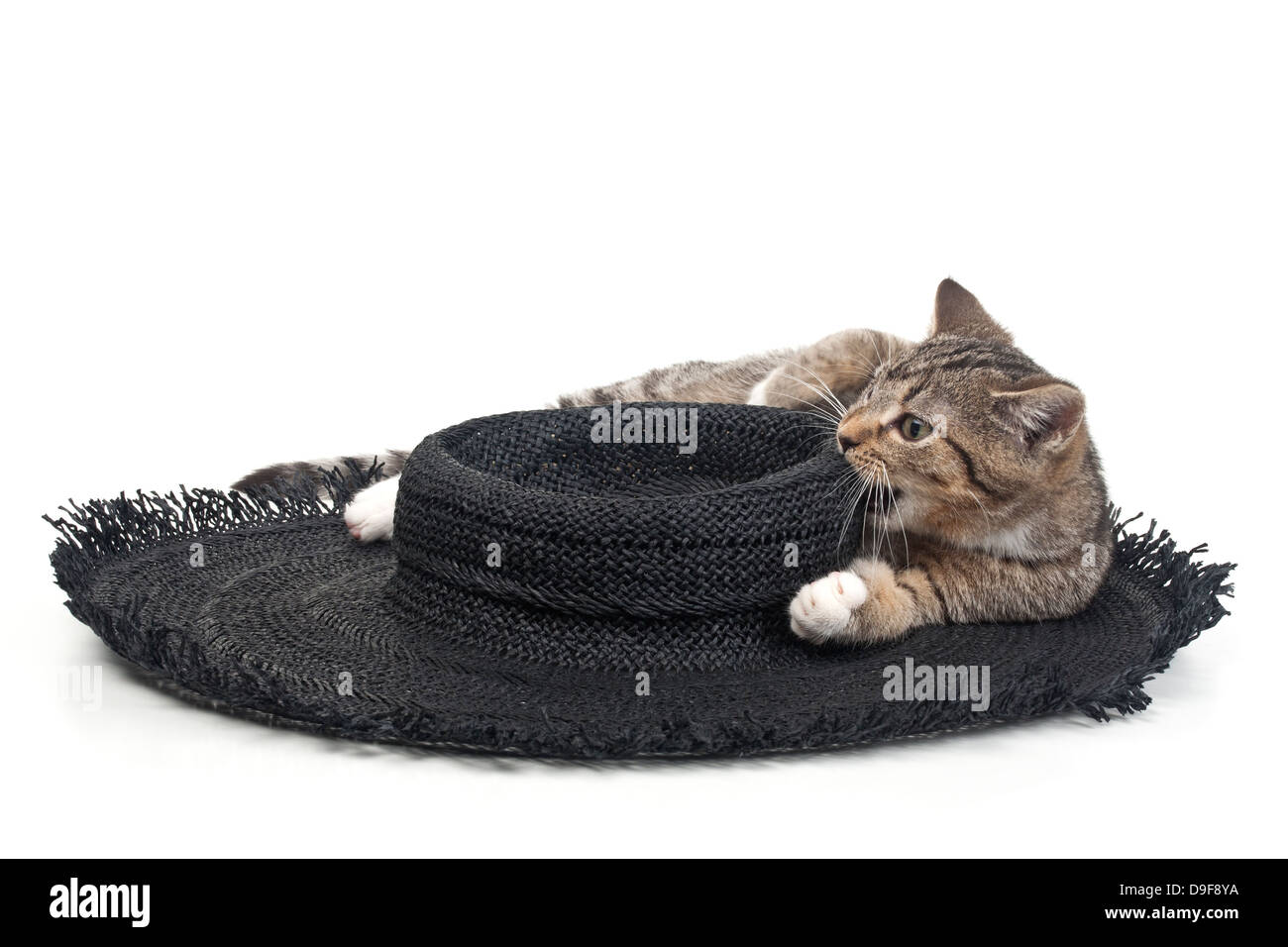 Junge Katze mit einem schwarzen Hut, hat junge Katze mit einem schwarzen Stockfoto