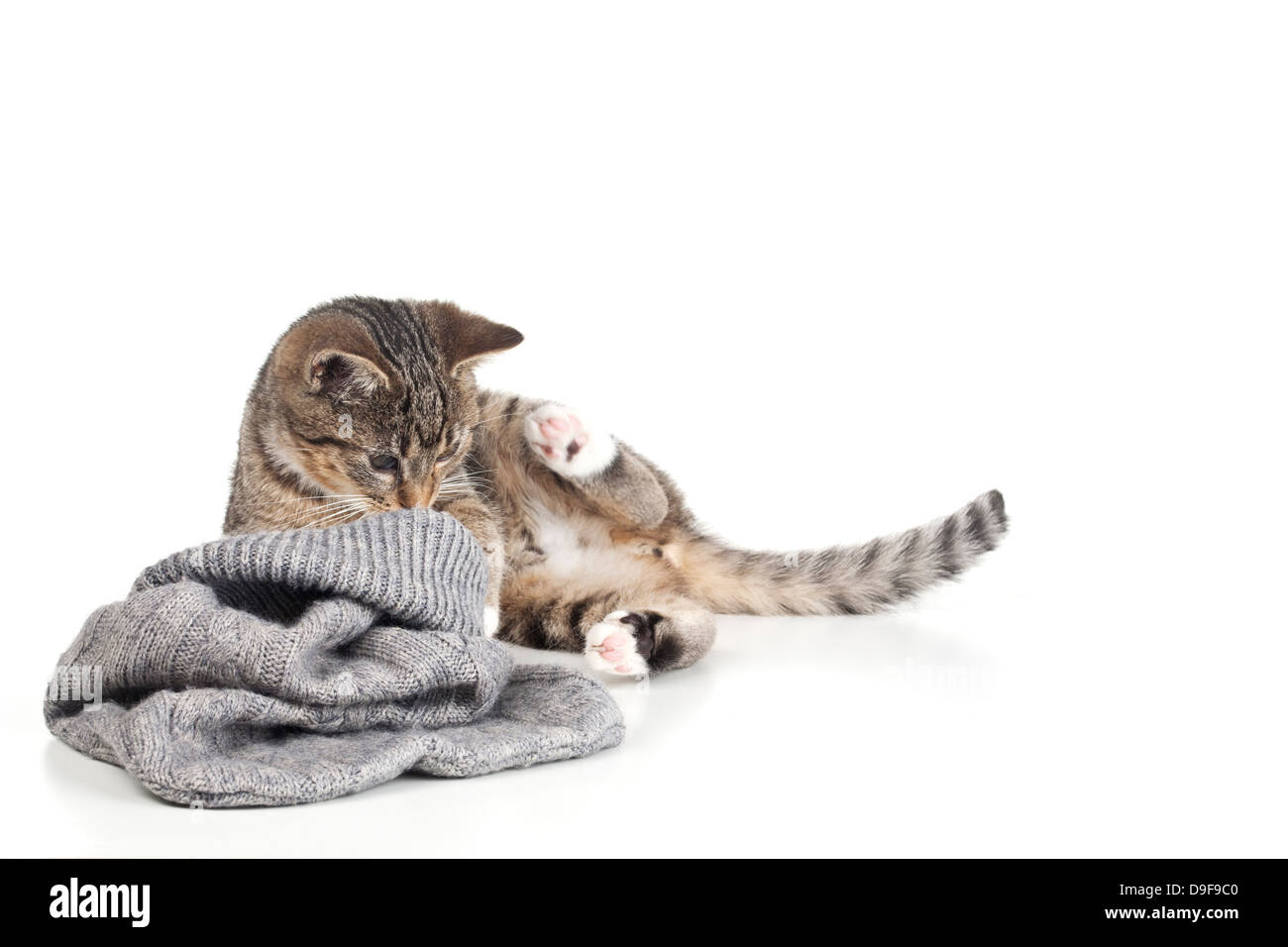 Junge Katze spielt mit einer Tasche aus Wolle, Spachtelmassen, spielen mit einer Tasche aus Wolle Stockfoto