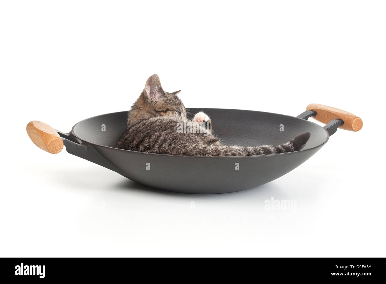 Junge Katze in einem Wok, Spachtelmassen im wok Stockfoto