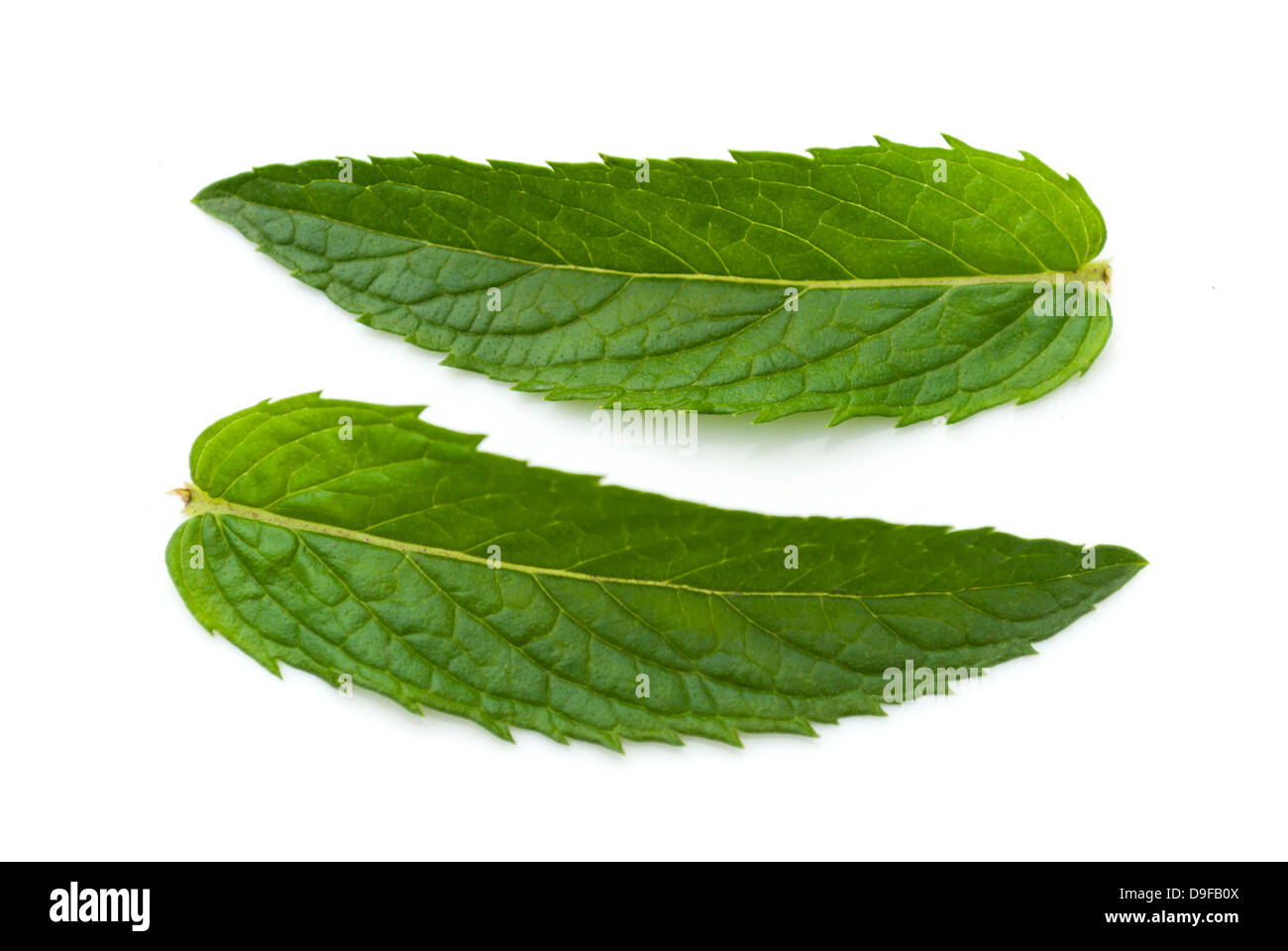 Frische Minze auf einem weißen Hintergrund. Stockfoto