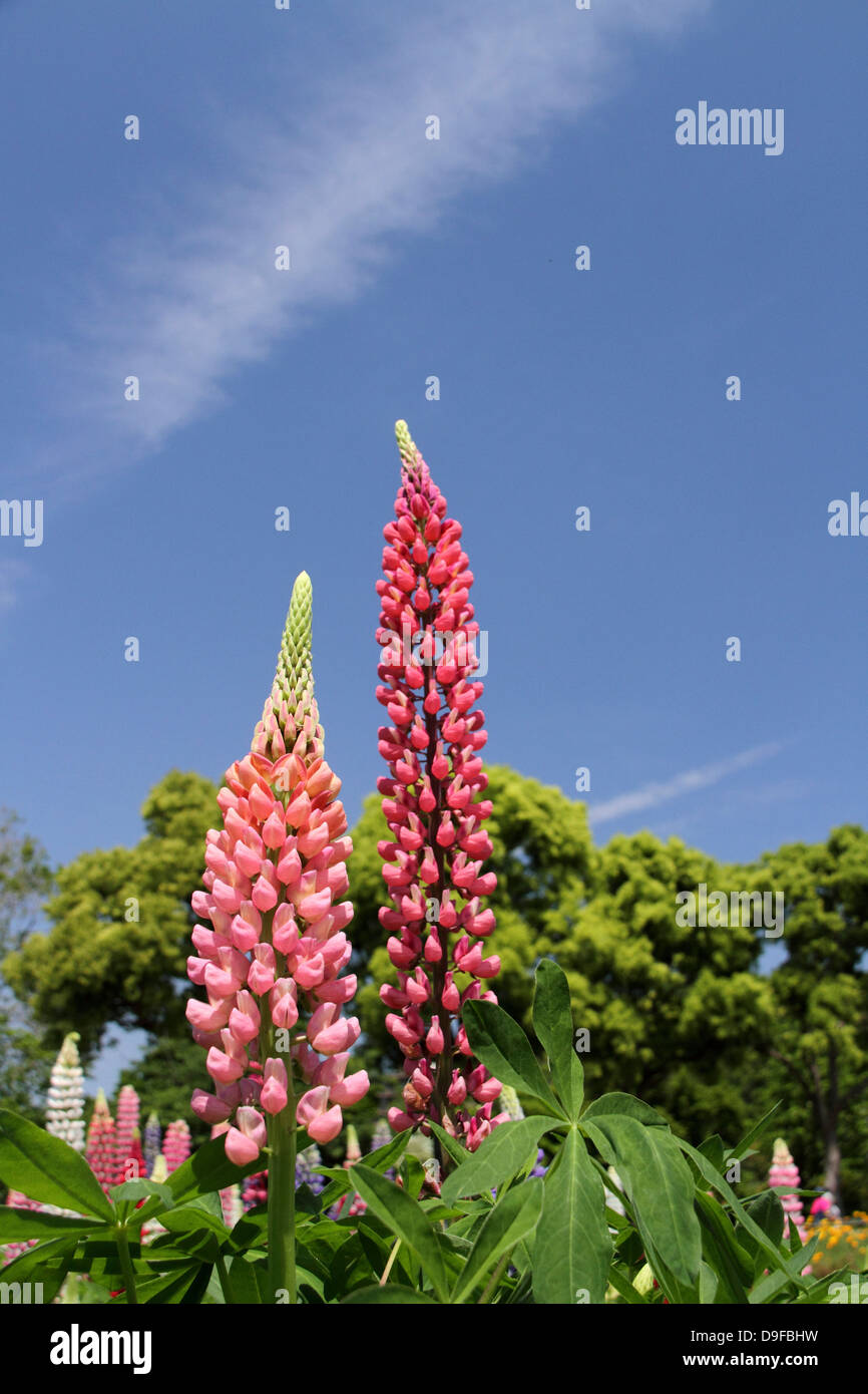 Lupinen Blumen Stockfoto