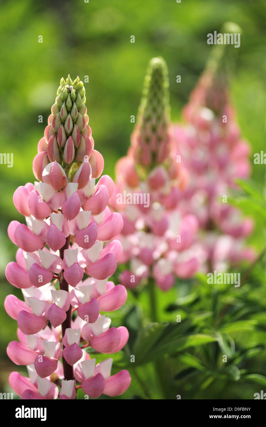 Lupinen Blumen Stockfoto