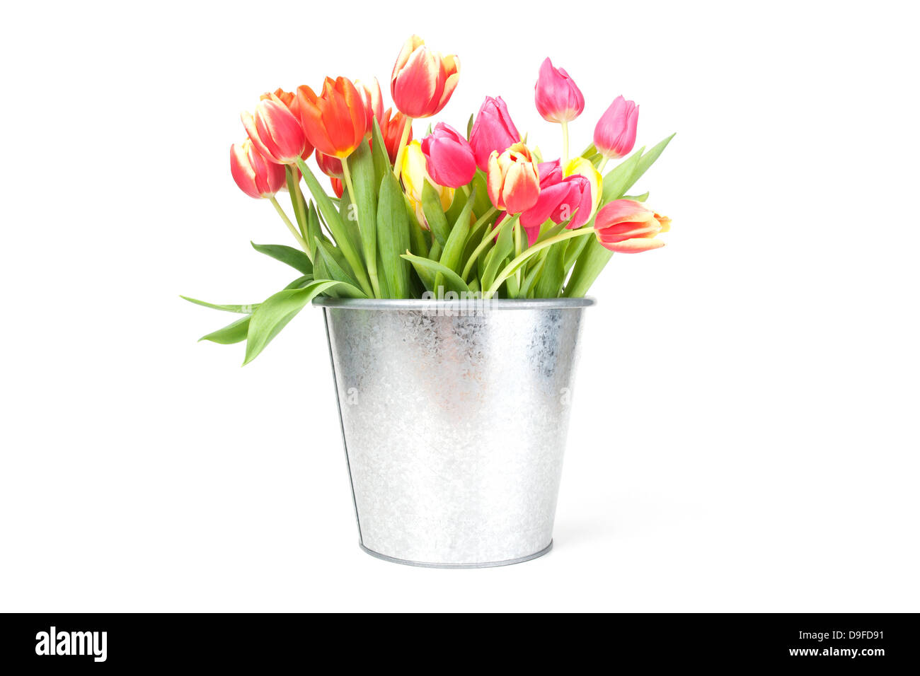 Tulpen in einem Blecheimer Tulpen in einem Blecheimer Stockfoto