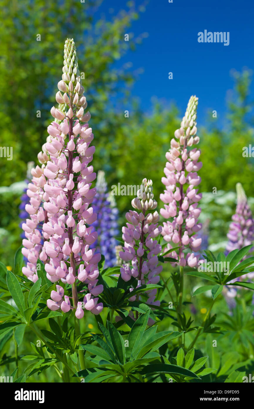 Bunte lupine Blumen wachsen auf der grünen Wiese im Sommer Stockfoto