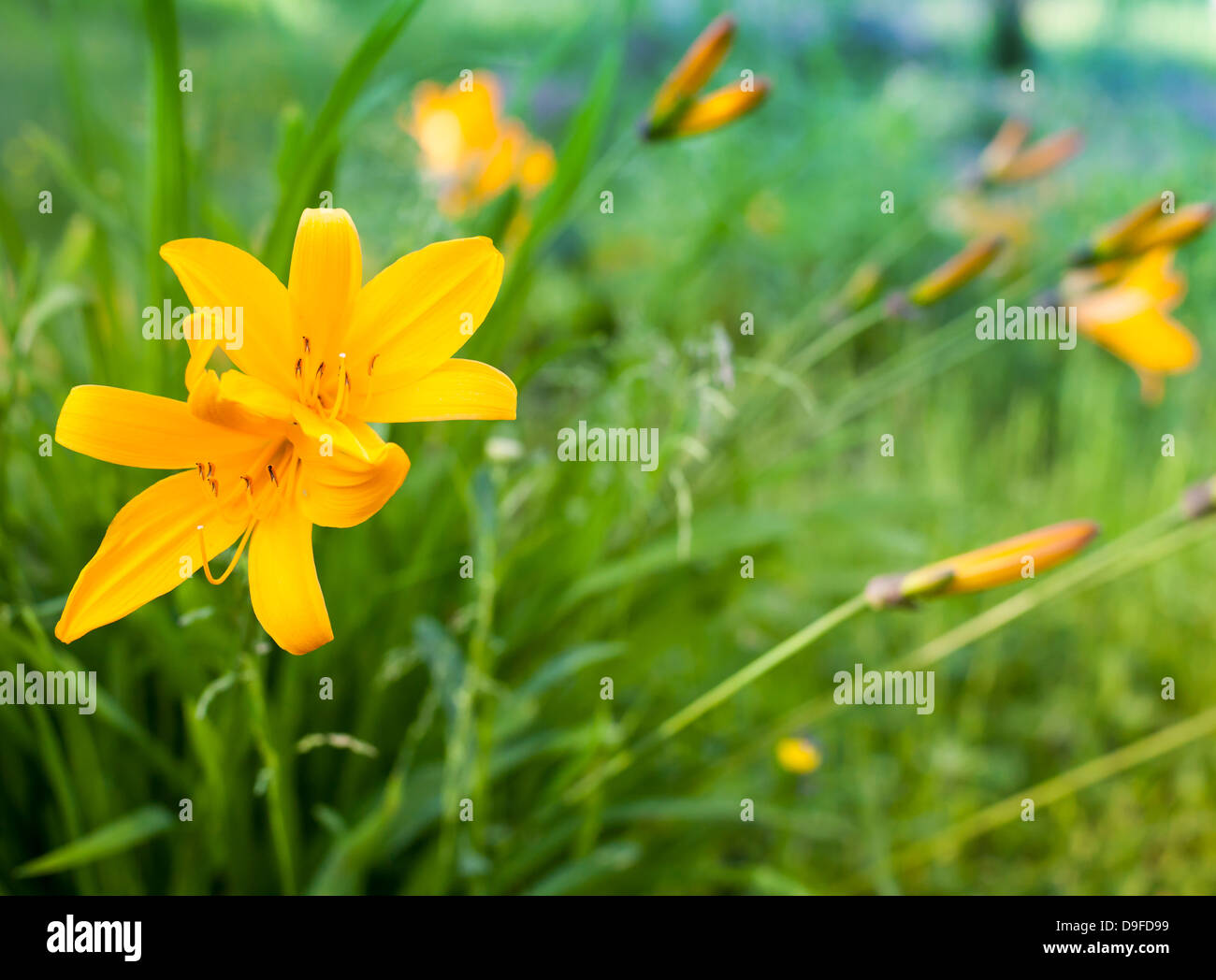 Hemerocallis Lilioasphodelus. Leuchtend gelbe Lilie Blumen im Sommergarten Stockfoto