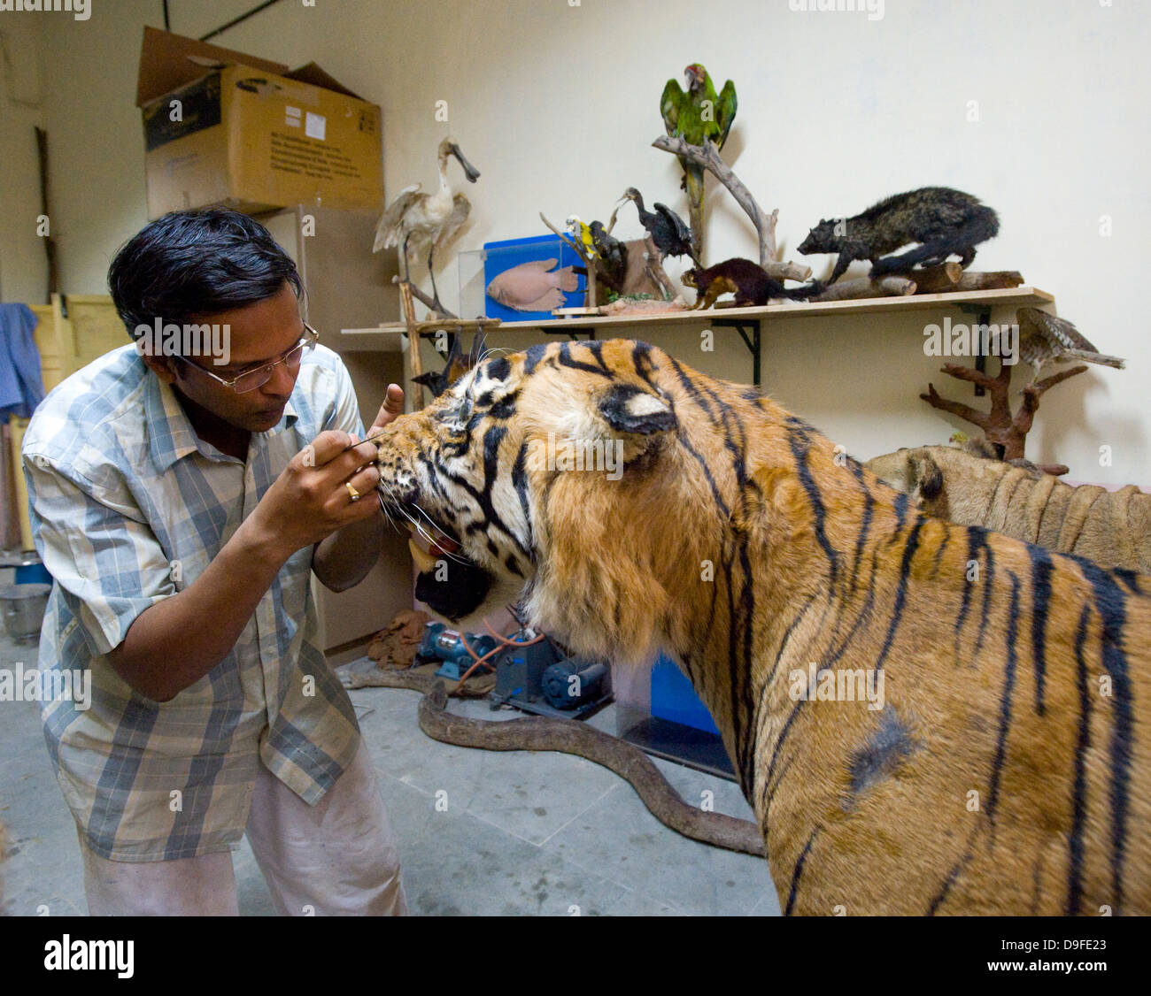 Soldatenara... Dr. Santosh Gaikwad und Präparatoren Zentrum, Sanjay Gandhi National Park, Borivali, Mumbai. Das Zentrum ist eine Werkstatt wo Kadaver der Tiere sterben in Heiligtümern und Wälder landesweit als tierischen Trophäen wiederhergestellt werden. "Der erste Raum genutzt wird für skinning und Trennung von Skelett, die zweite für das Modellieren und Formen der tierischen Form und der dritte Raum für die Verarbeitung und Lagerung," sagte Dr. Santosh Gaikwad, Indiens nur Tierpräparator und Associate Professor an der Bombay Veterinärhochschule offiziell lizenziert. Dr. Santosh betrachtet Tierpräparation als eine Stockfoto