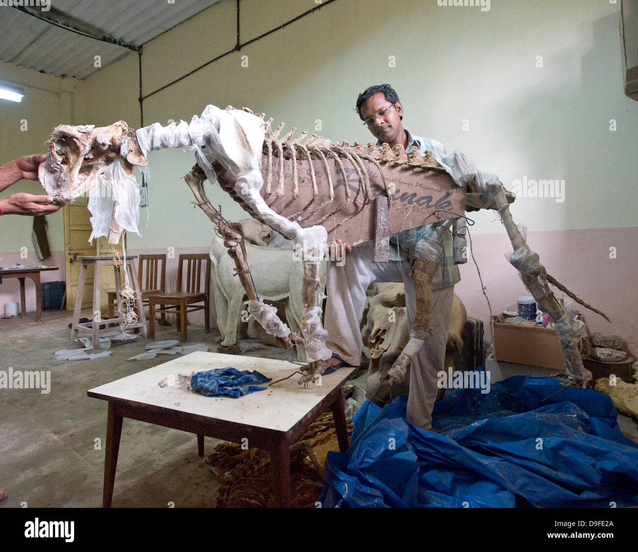 Dr. Santosh Gaikwad und Präparatoren Zentrum, Sanjay Gandhi National Park, Borivali, Mumbai. Das Zentrum ist eine Werkstatt wo Kadaver der Tiere sterben in Heiligtümern und Wälder landesweit als tierischen Trophäen wiederhergestellt werden. "Der erste Raum genutzt wird für skinning und Trennung von Skelett, die zweite für das Modellieren und Formen der tierischen Form und der dritte Raum für die Verarbeitung und Lagerung," sagte Dr. Santosh Gaikwad, Indiens nur Tierpräparator und Associate Professor an der Bombay Veterinärhochschule offiziell lizenziert. Dr. Santosh betrachtet Tierpräparation als eine Stockfoto