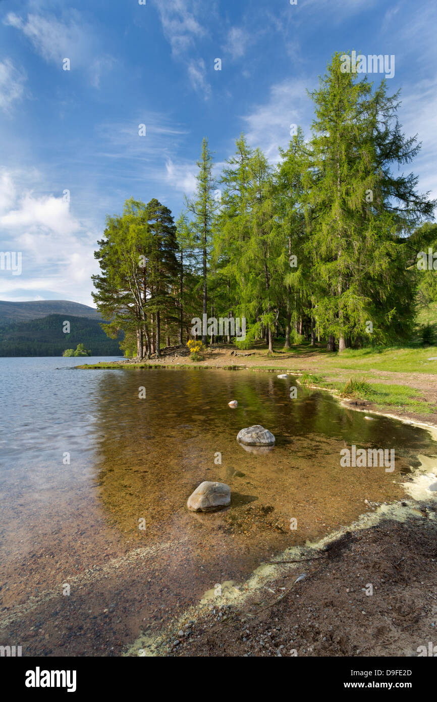 Lochside Blick auf Pinien im Frühling am See ein Eilein, Badenoch und Strathspey, Schottland. Stockfoto