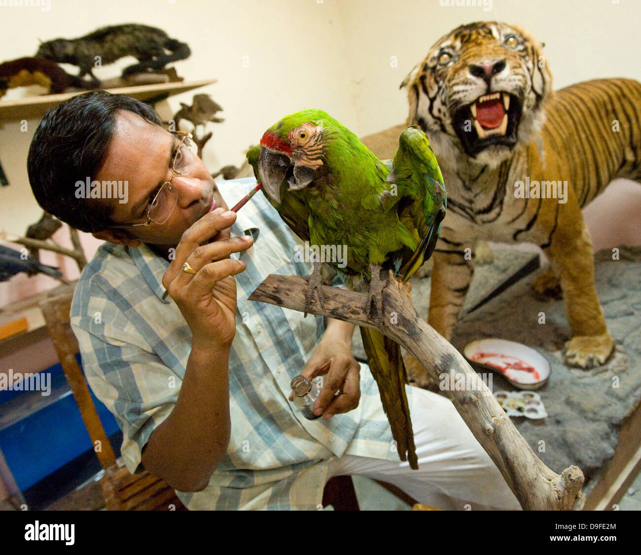 Soldatenara... Dr. Santosh Gaikwad und Präparatoren Zentrum, Sanjay Gandhi National Park, Borivali, Mumbai. Das Zentrum ist eine Werkstatt wo Kadaver der Tiere sterben in Heiligtümern und Wälder landesweit als tierischen Trophäen wiederhergestellt werden. "Der erste Raum genutzt wird für skinning und Trennung von Skelett, die zweite für das Modellieren und Formen der tierischen Form und der dritte Raum für die Verarbeitung und Lagerung," sagte Dr. Santosh Gaikwad, Indiens nur Tierpräparator und Associate Professor an der Bombay Veterinärhochschule offiziell lizenziert. Dr. Santosh betrachtet Tierpräparation als eine Stockfoto