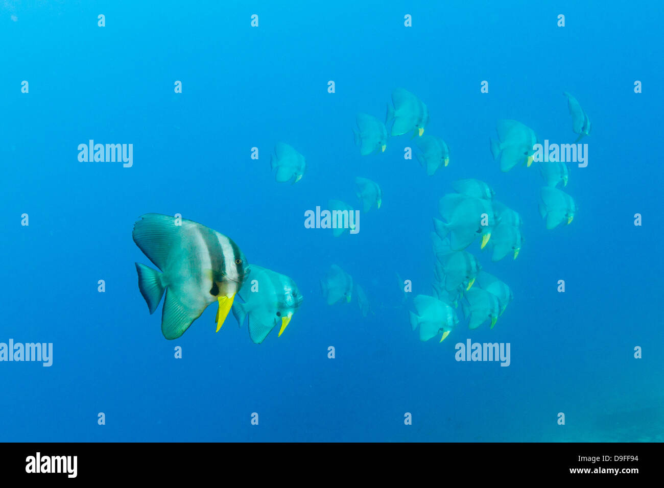 Schwarm von Fledermausfischen, Platax Teira, Schwimmen, Baa Atoll, Malediven Stockfoto