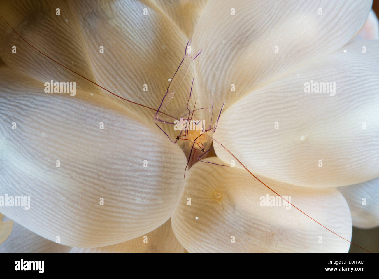 Blase Korallen Garnelen - Vir Philippinensis auf Blase Korallen - Plerogyra Sinuosa, Mabul, Borneo, Malaysia Stockfoto