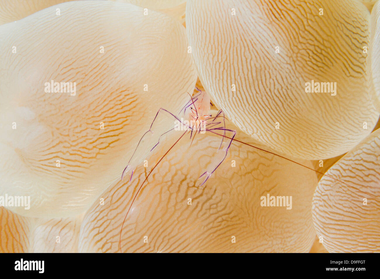 Blase Korallen Garnelen - Vir Philippinensis auf Blase Korallen - Plerogyra Sinuosa, Mabul, Borneo, Malaysia Stockfoto