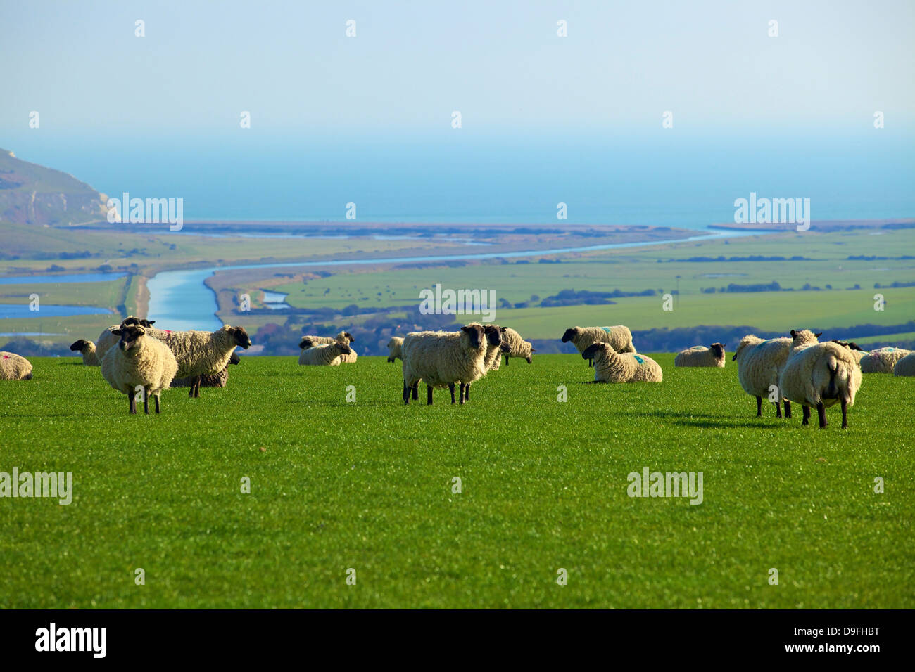 Schafe mit Cuckmere Haven im Hintergrund, East Sussex, England, UK Stockfoto