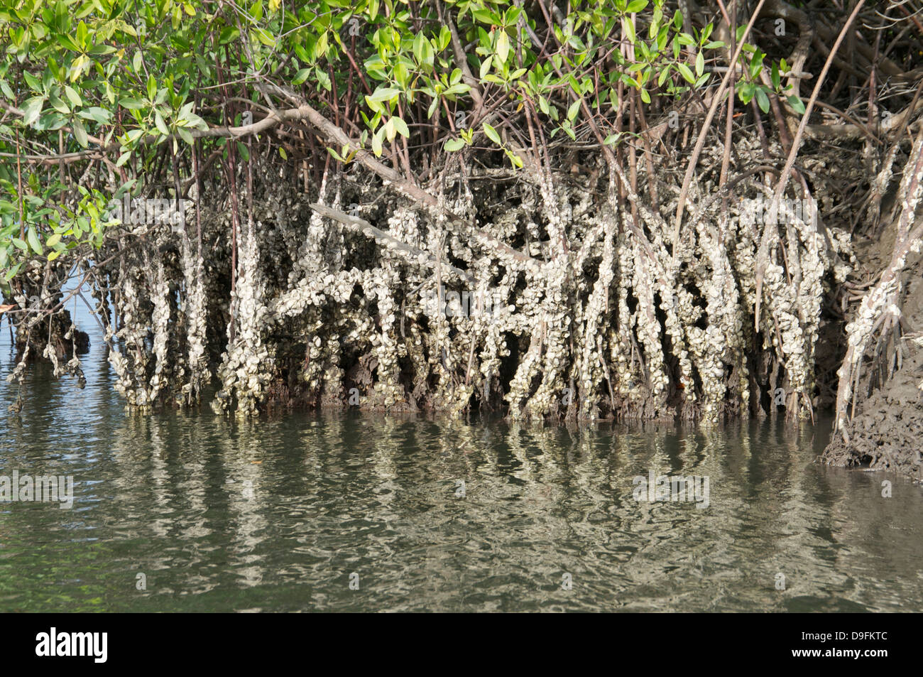 Mangrovensümpfe mit Austern wachsen die Wurzeln, Makasutu, Gambia, Westafrika, Afrika Stockfoto