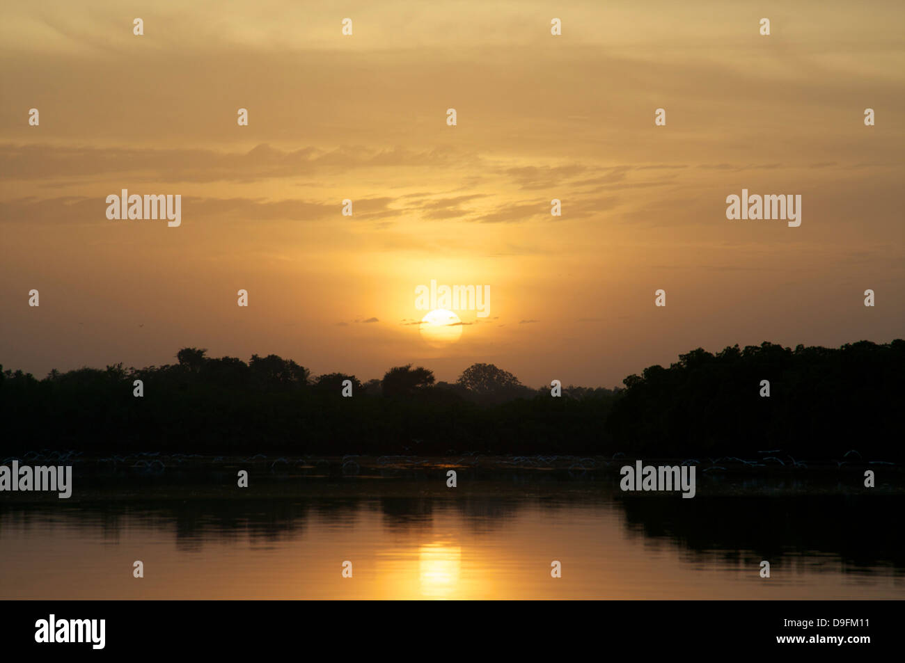 Mangroven bei Sonnenuntergang, Gambia, Westafrika, Afrika Stockfoto
