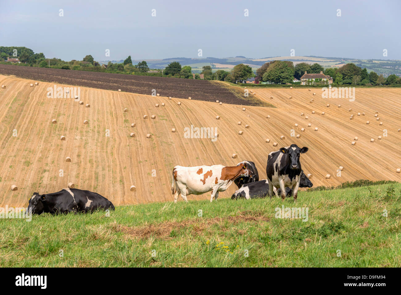 Rinder im Feld mit Ackerland jenseits, UK Stockfoto